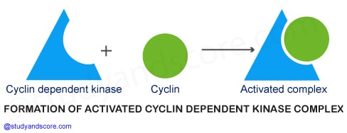 Cell cycle regulation, control of cell division, telomeres, Cyclin-Dependent Kinasesn growth factors, Cell cycle check points, G1 phase, G2 phase, S phase